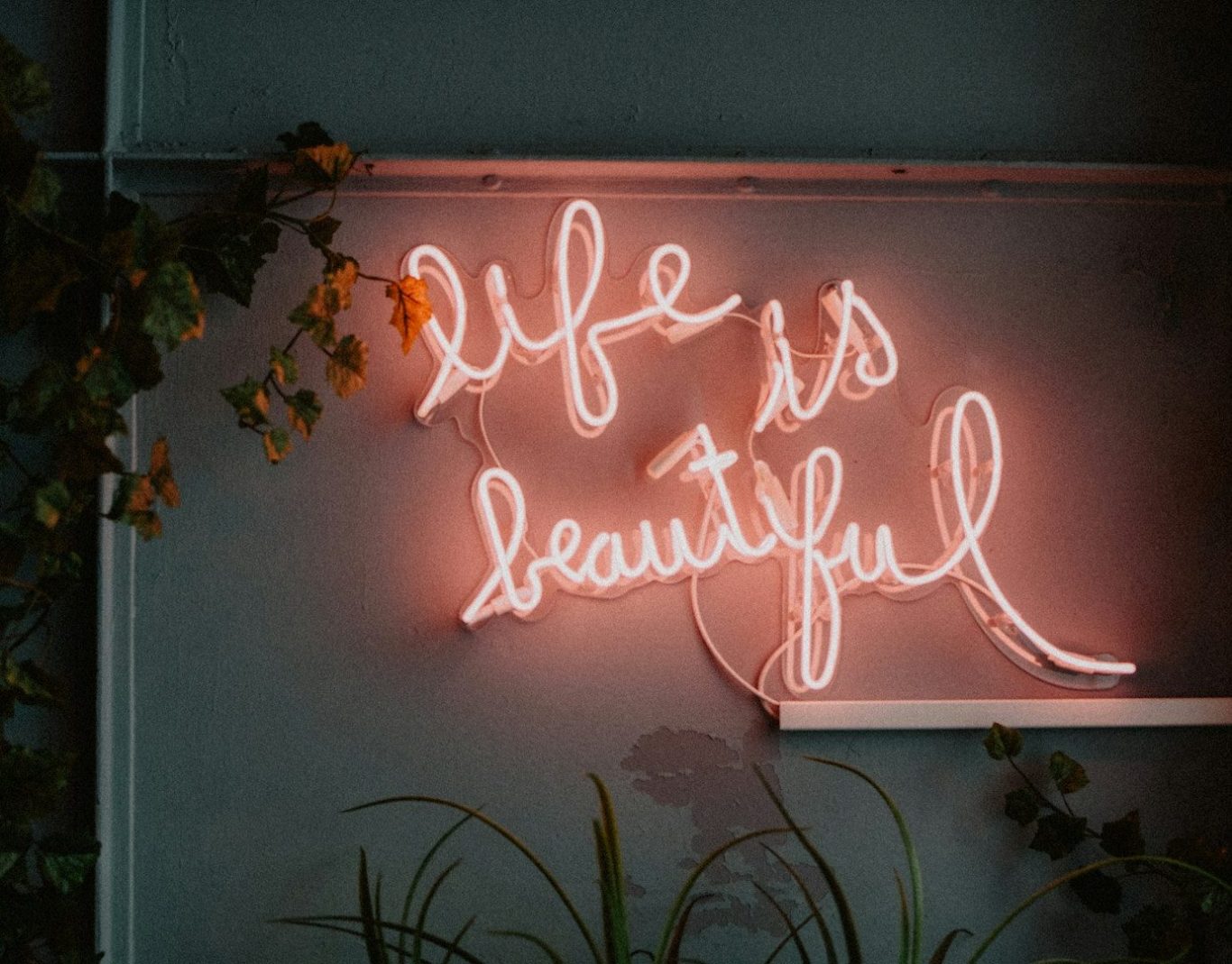 UGC Coaching für Creator – ugcpremium